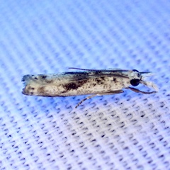 Microcrambus minor
