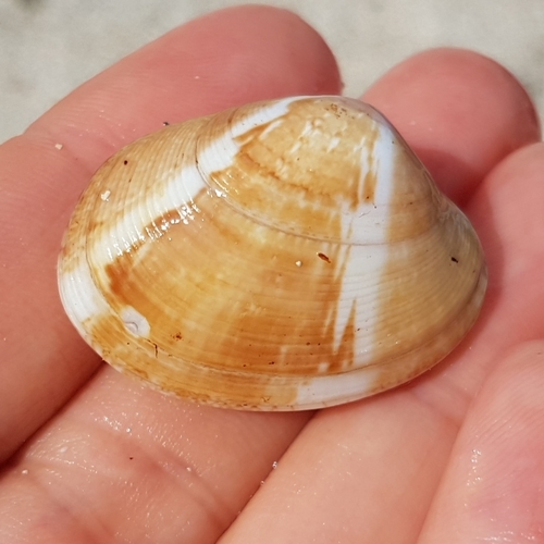 banded carpet shell