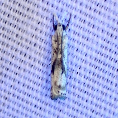Microcrambus minor