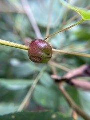 Ampelomyia vitispomum