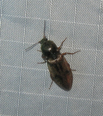 Stropenron hieroglyphica