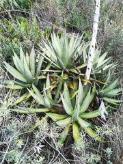 Agave ghiesbreghtii