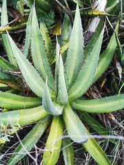 Agave ghiesbreghtii