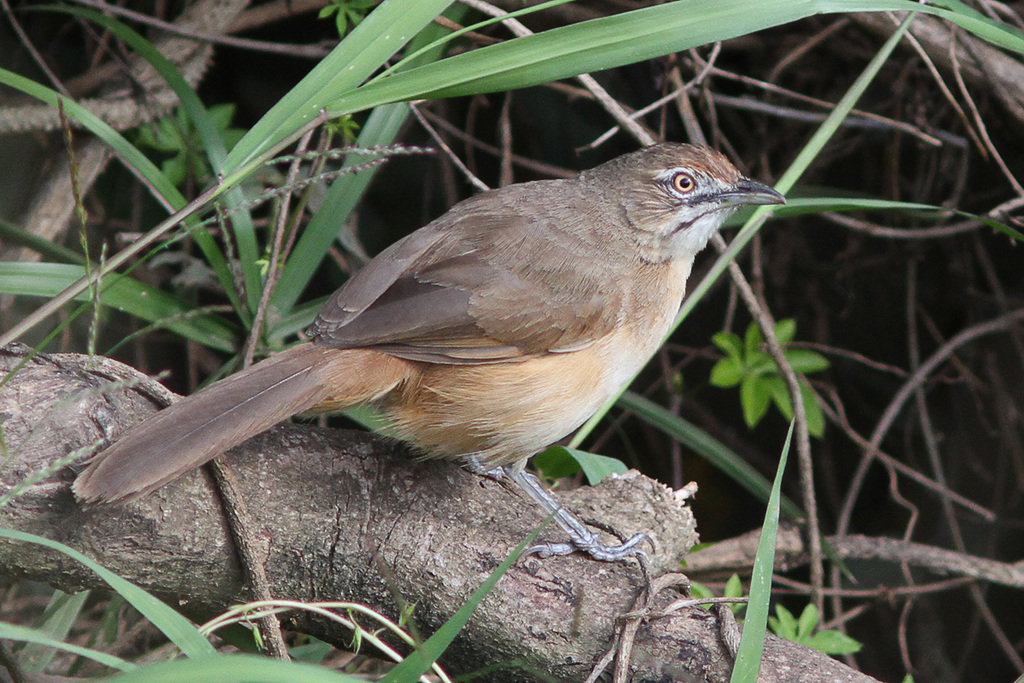 Moustached Grass-Warbler photo