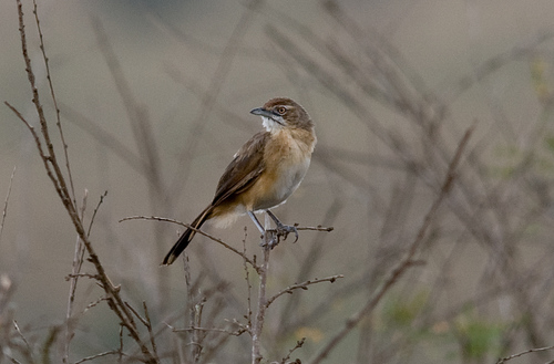 Moustached Grass-Warbler