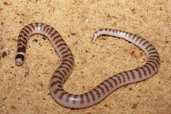 Half-Girdled Snake photo 5