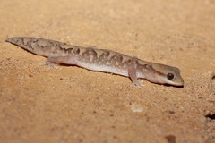 Fine-Faced Gecko photo 4