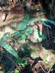 Pinguicula moranensis