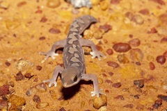 Fine-Faced Gecko photo 3