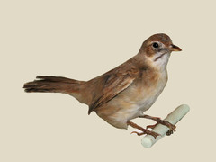 Moustached Grass Warbler photo 2