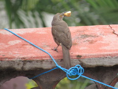 Toxostoma curvirostre