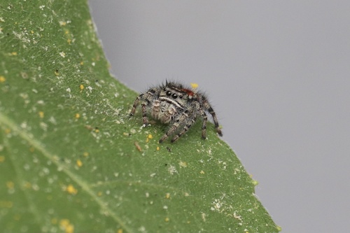 California Red Jumping Spider photo 5