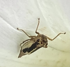 Evacanthus ustanucha