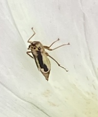 Evacanthus ustanucha