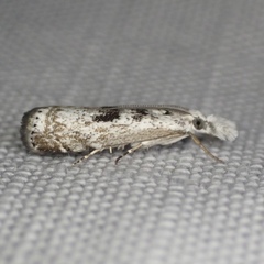 Microcrambus kimballi