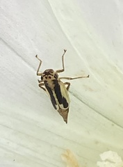 Evacanthus ustanucha