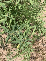 Euphorbia exstipulata