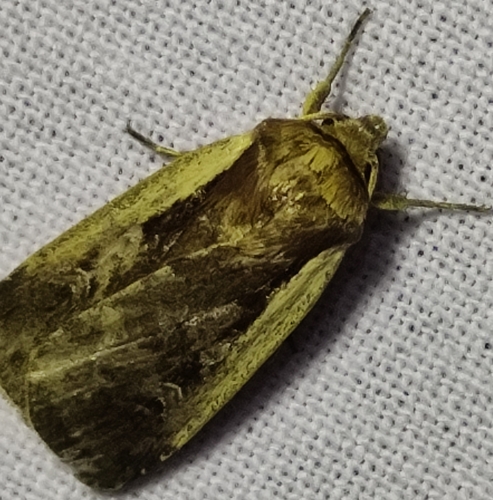 Flame Shoulder Moth, 3992 SK Houten, Nederland, photo 6 of 10