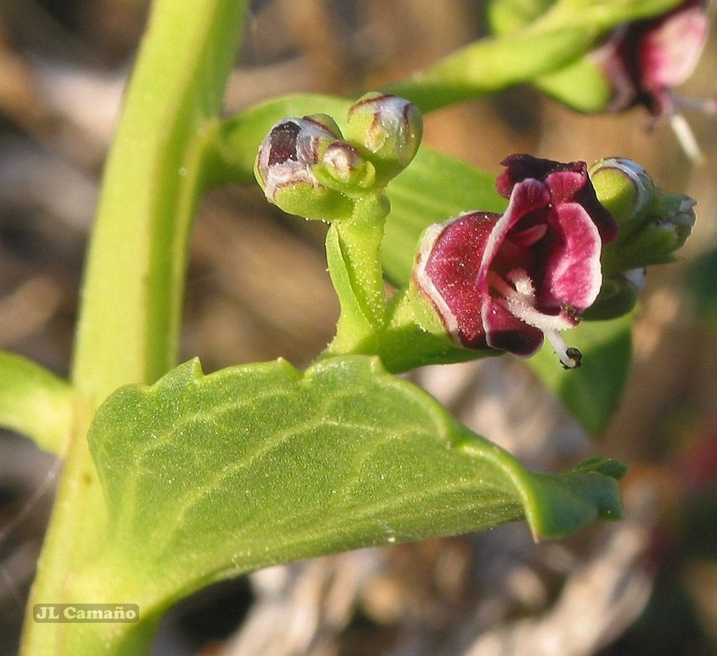 Scrophularia frutescens
