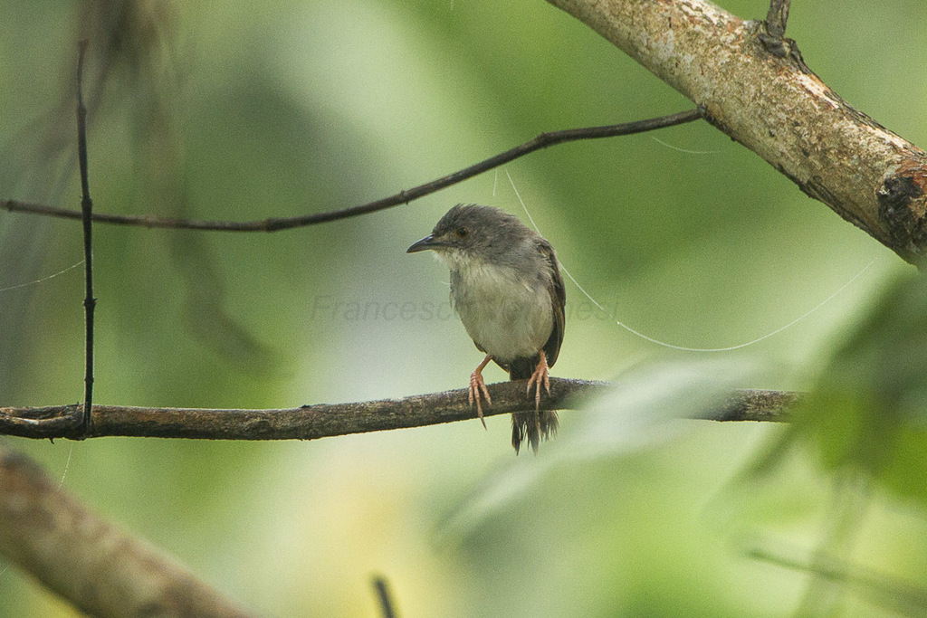 Whistling Cisticola photo