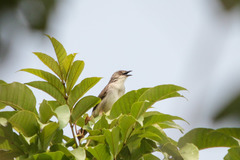Whistling Cisticola photo 2