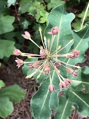 Asclepias amplexicaulis