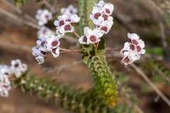 Scholtzia uberiflora