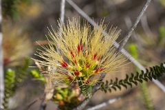 Melaleuca aestiva