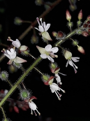 Circaea lutetiana