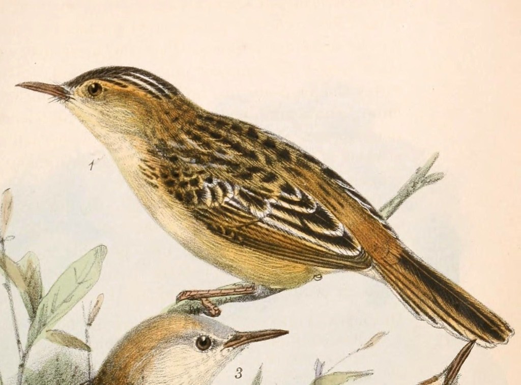 Black-Backed Cisticola