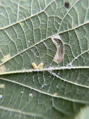 Celticecis pyriformis