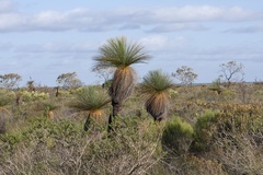 Xanthorrhoea drummondii