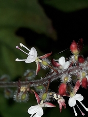 Circaea lutetiana