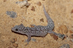 Gehyra variegata