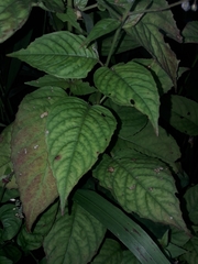Circaea lutetiana