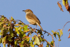 Dorst's Cisticola photo 1