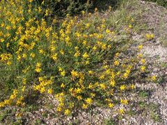 Genista micrantha