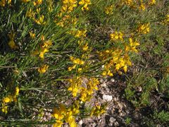 Genista micrantha
