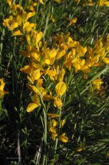 Genista micrantha