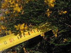 Genista micrantha