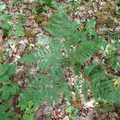 Pteridium pinetorum