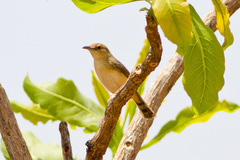 Dorst's Cisticola photo 2