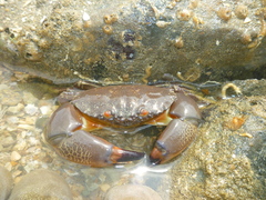 Menippe frontalis