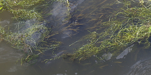 Vallisneria spiralis