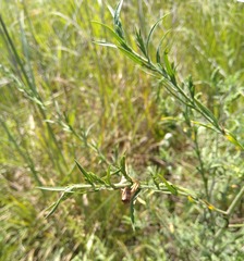 Entomophaga grylli