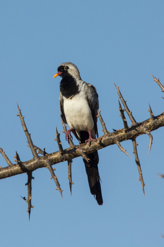 Namaqua Dove