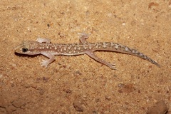 Lucasium alboguttatum