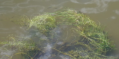 Vallisneria spiralis