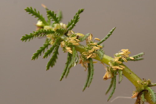 Myriophyllum verticillatum iNat (3)