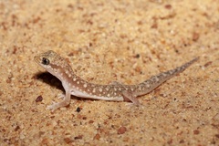 Lucasium alboguttatum